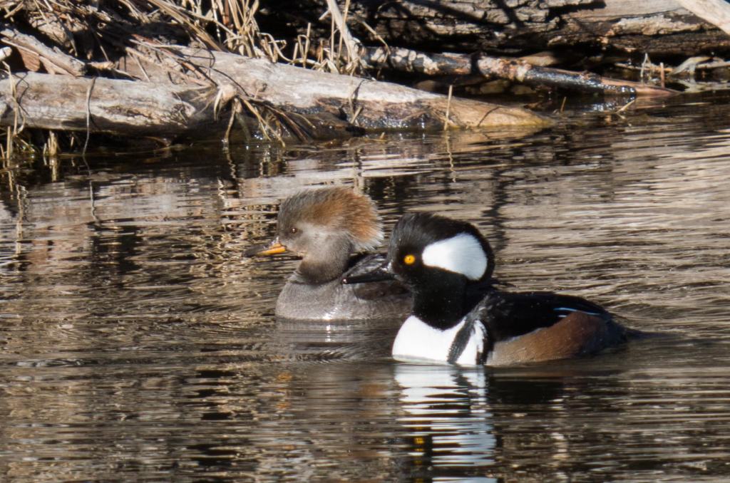 Tan female hooded merganser and stunning black, white and russet male merganser float along a creek west of Denver, Colorado.