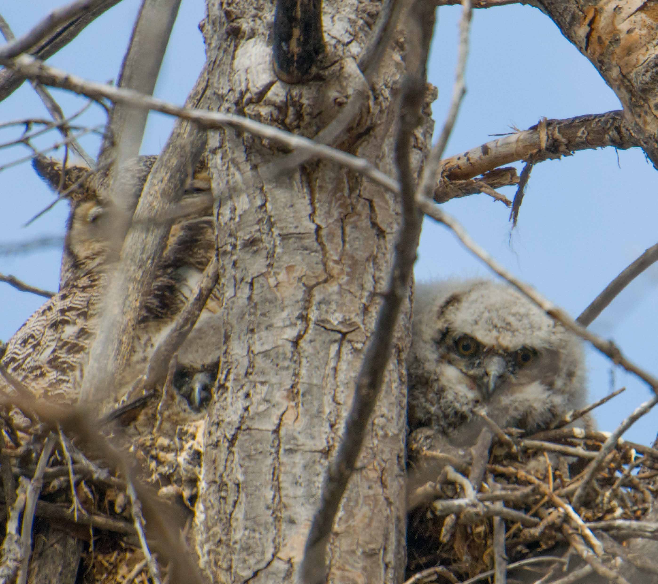 Baby Owl Day
