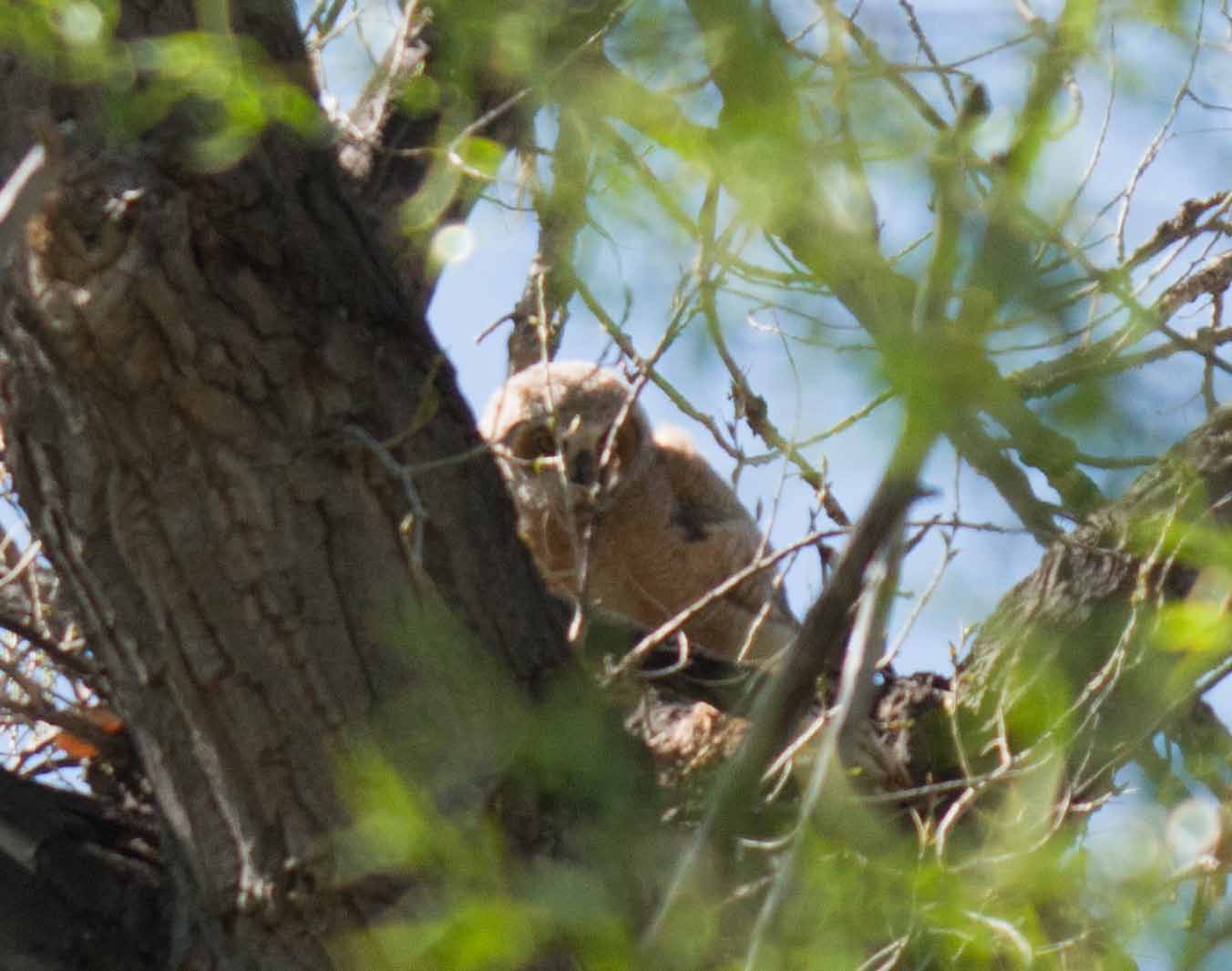 Baby Owls Fledging … Sort Of.