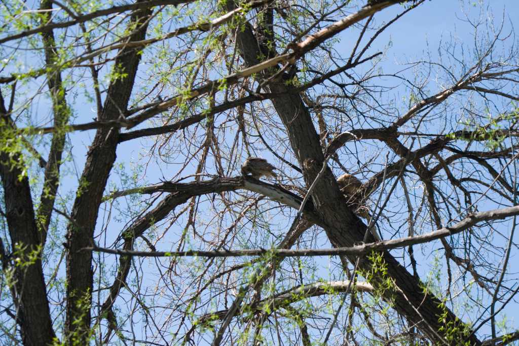 A Great Horned Owl mother and fledgling are on either side of the trunk of a tree, about twenty feet above the ground.