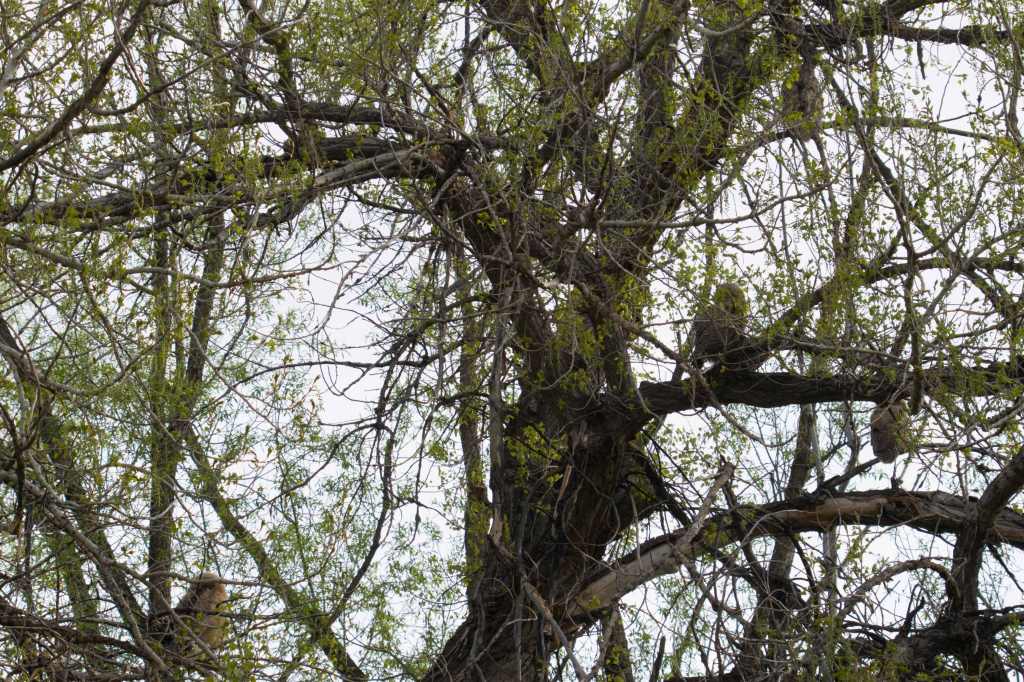 Five great horned owls with their backs to the viewer in a large tree.
