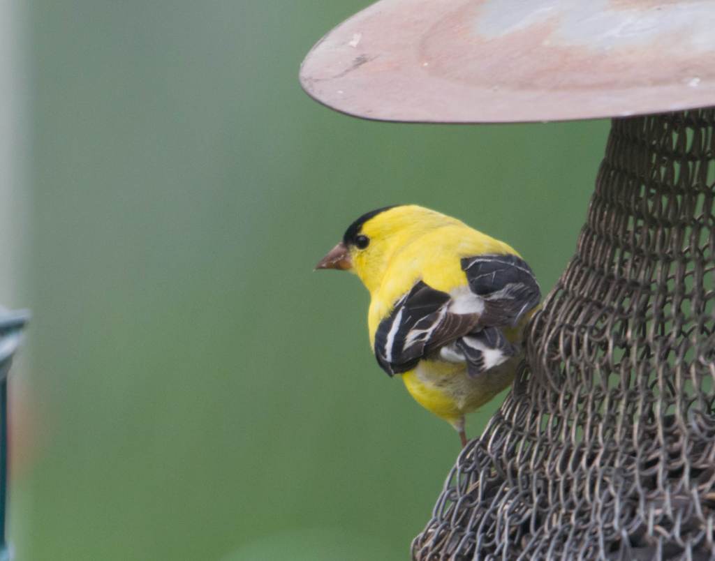 Rear-view of male American goldfinch on seed feeder.