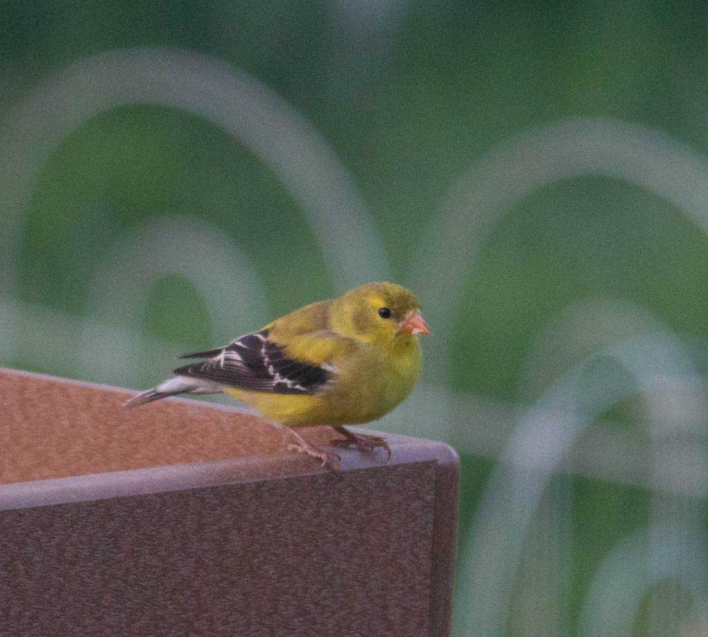 Female American goldfinch on feeder.