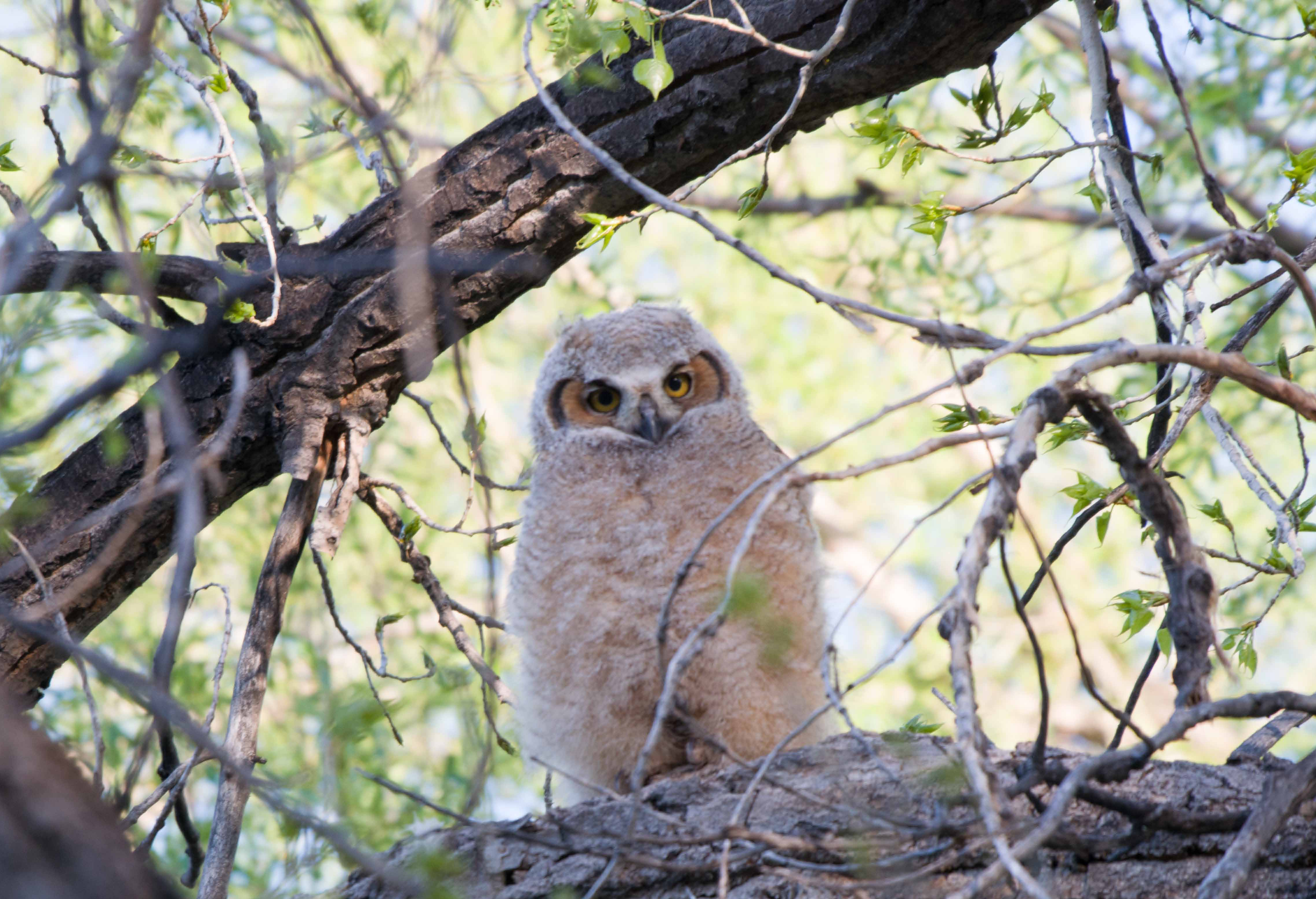 Baby Owls have Fledged!