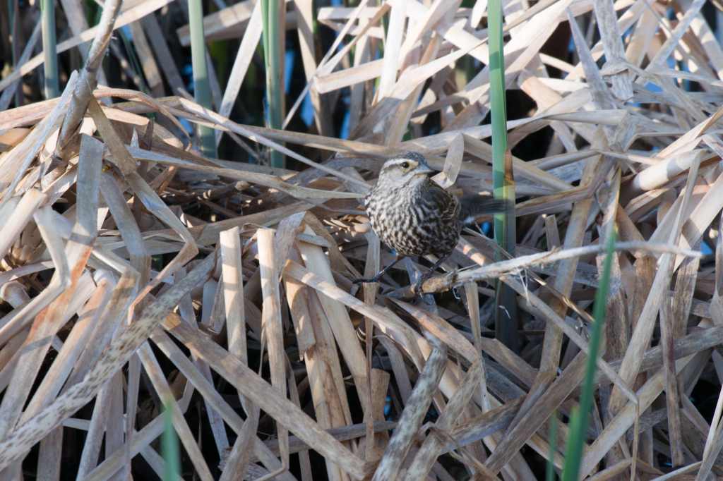 Female red-winged blackbird among reeds.