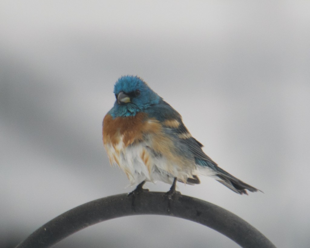 Cold wet weather forces birds to&nbsp;feeder