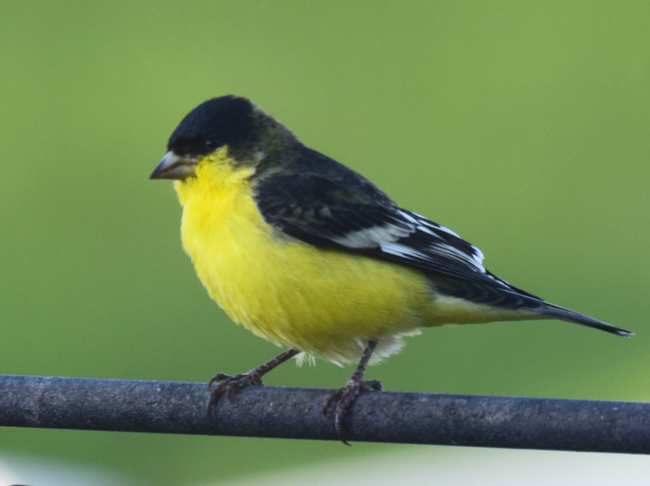 Goldfinches in the Backyard — sunshine on the wing!