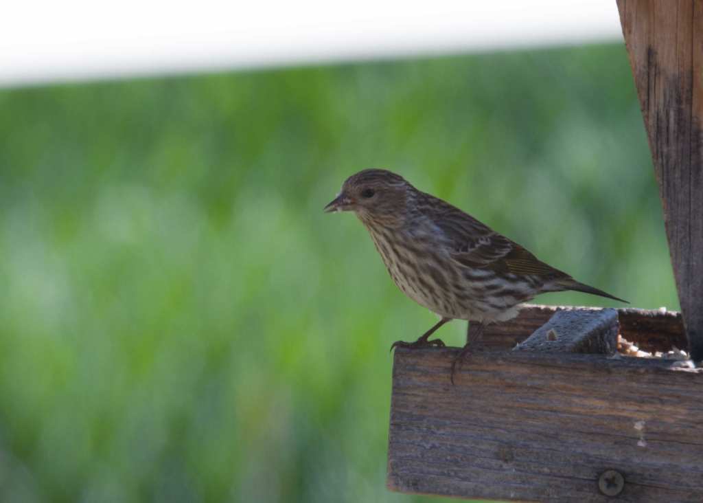 Brown with a white-striped breast and a needle sharp beak, a pine siskin eats seeds at a feeder.