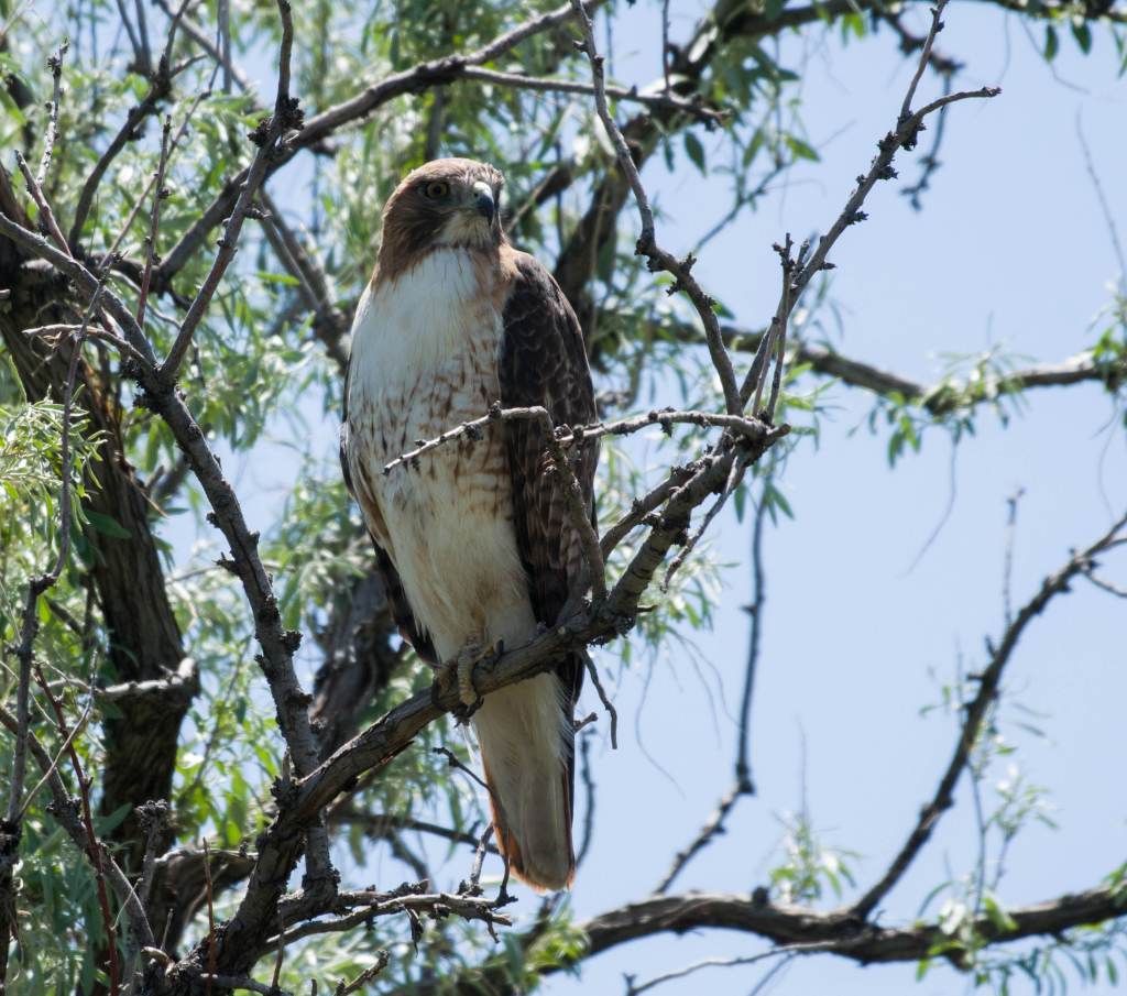 Red-Tailed hawk in Russian olive tree.