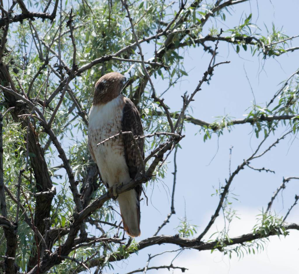 Red-Tailed hawk in Russian olive tree. Hawk has turned it's head around 180o.
