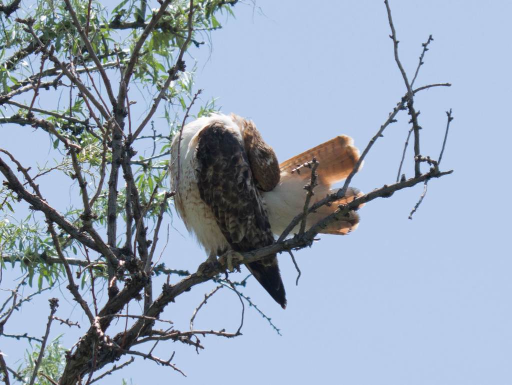 Red-Tailed hawk preening in Russian olive tree.