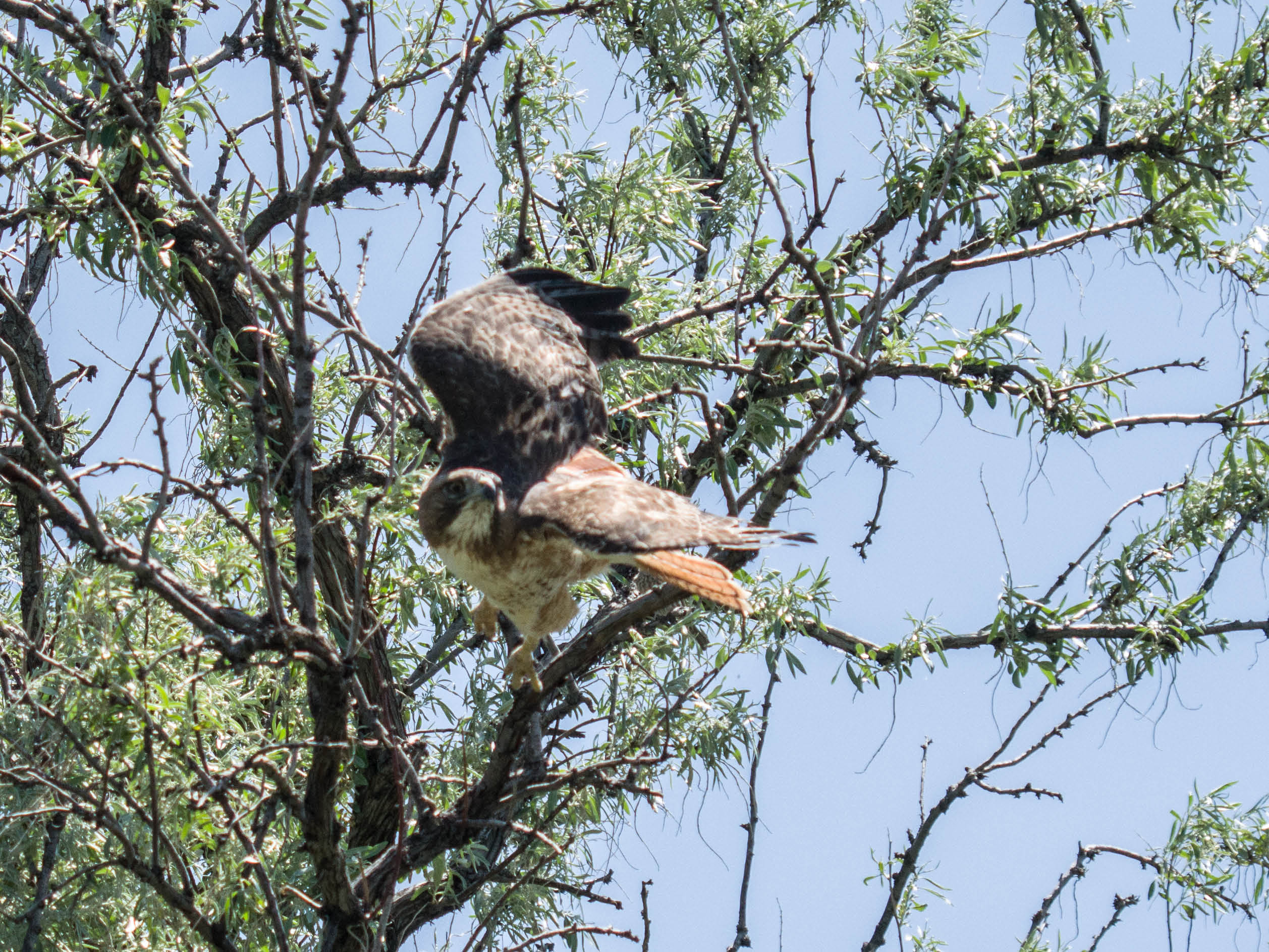 Red-tailed Hawk in the Backyard