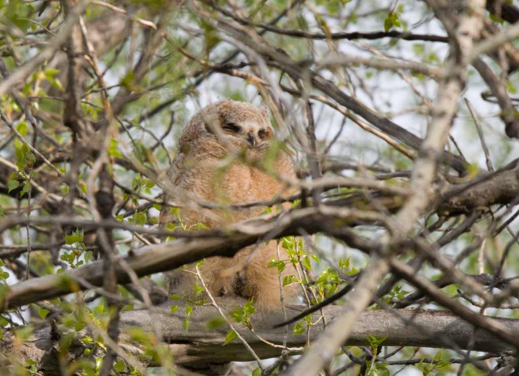 Fledgling great horned owl asleep in dense branches of a tree.