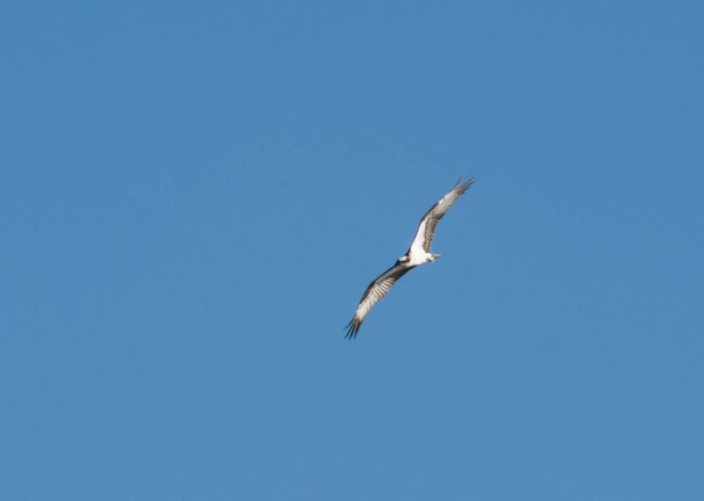 Osprey in flight, with cantilevered wings.