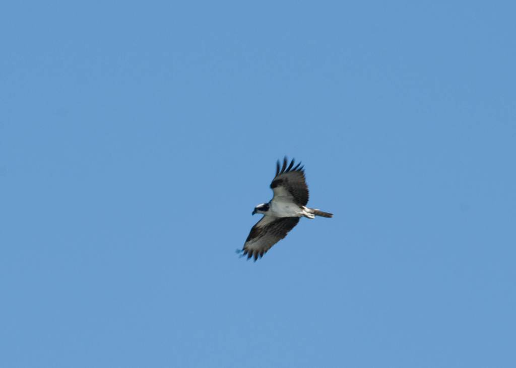 Mid distance Osprey beating its wings.