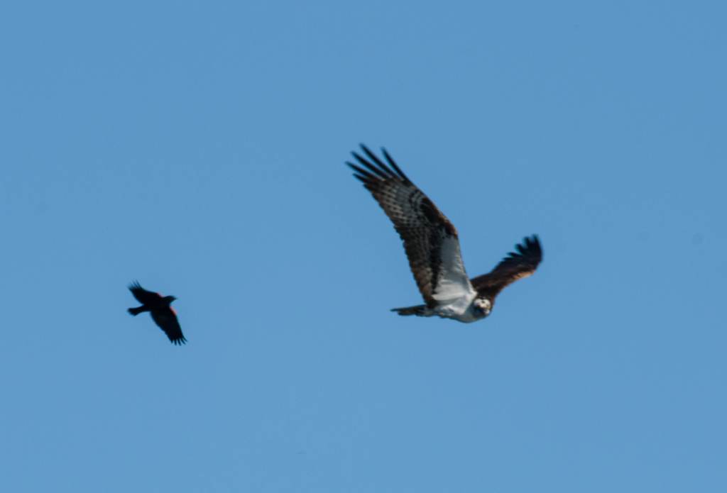 Osprey being mobbed by an angry red-winged blackbird.