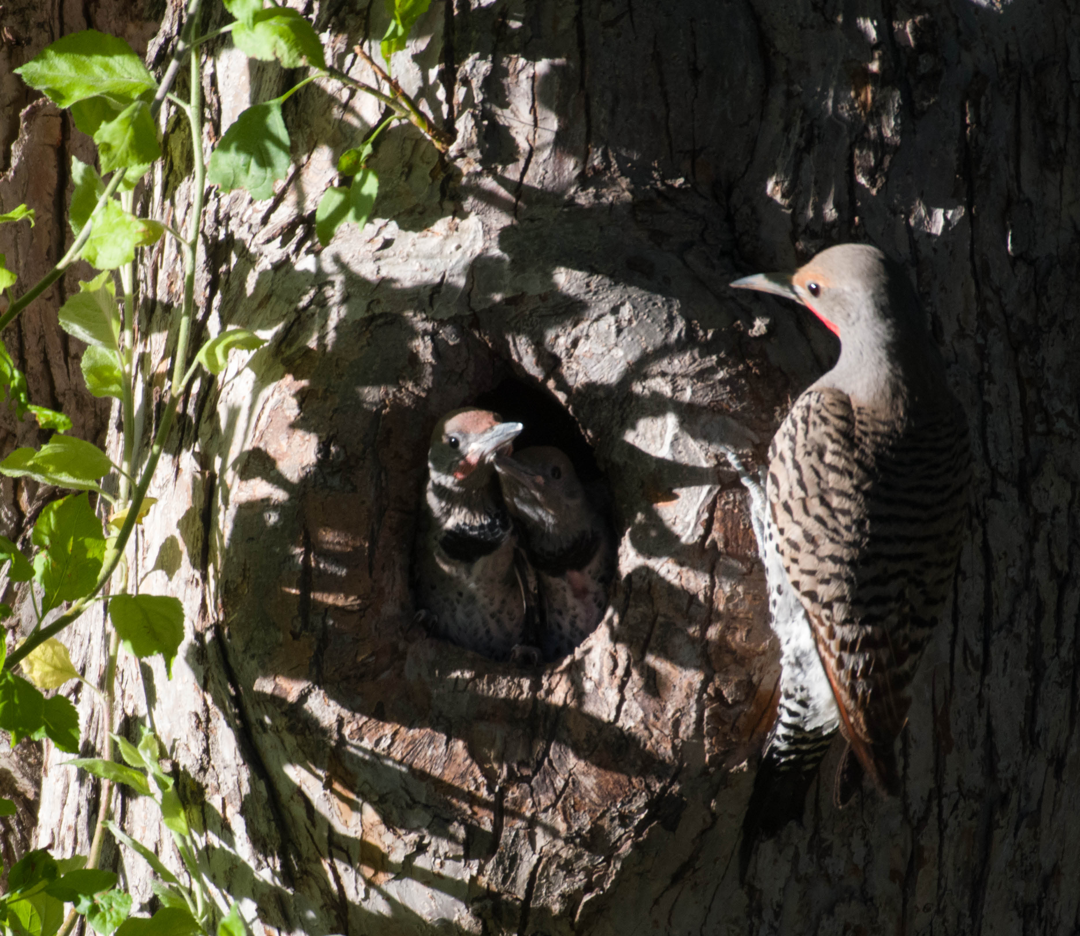 Update on the Northern Flicker Nest …