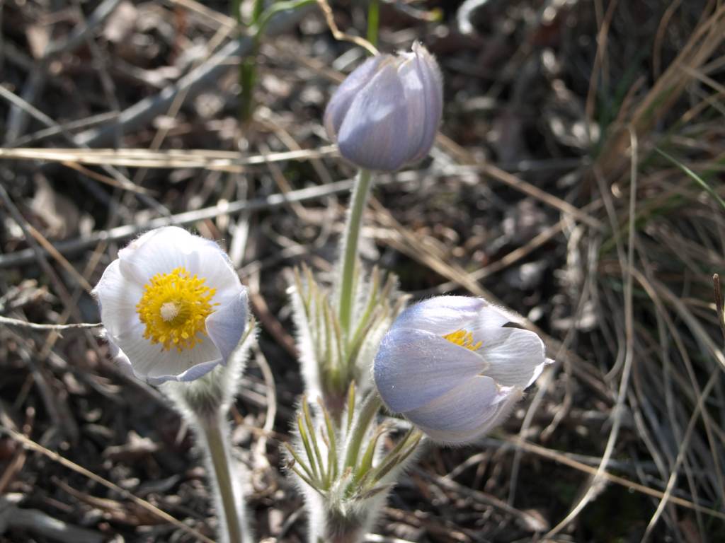 White pasque flower  blooms with a background of pine needles. The dense hairs of the flower stems are back lit and seem to glow.