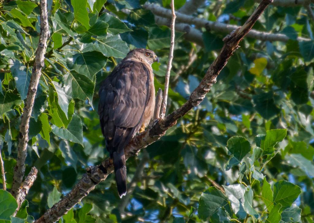 A Cooper's Hawk sits on the branch of a cottonwood tree.