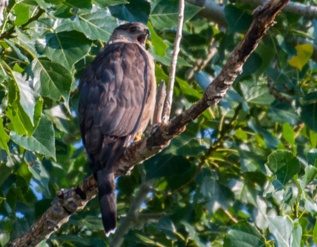 Angry Cooper’s Hawk