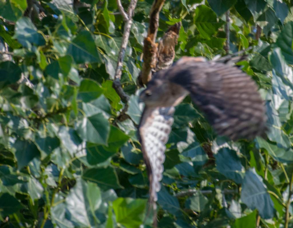 Blurry image of Cooper's Hawk taking off from a cottonwood tree.