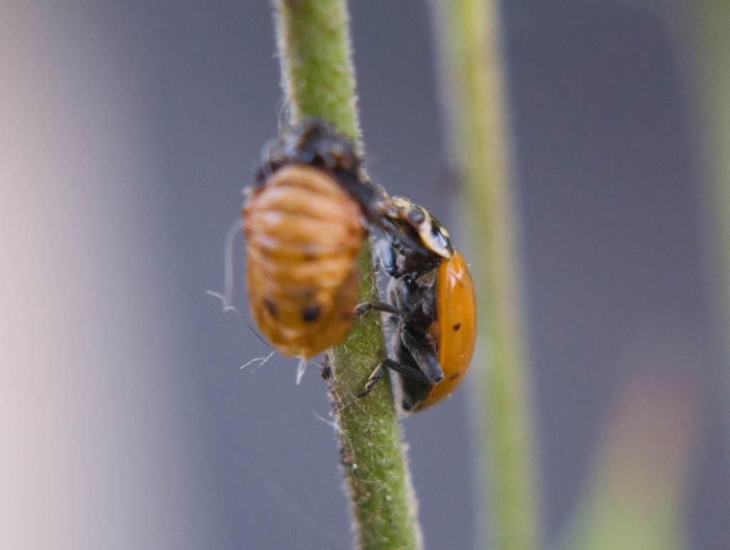 Ladybugs emerge