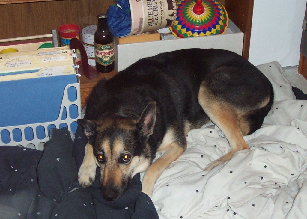Full body shot of German-shepherd - Whippet mix Sasha laying on her blanket while looking at the viewer.
