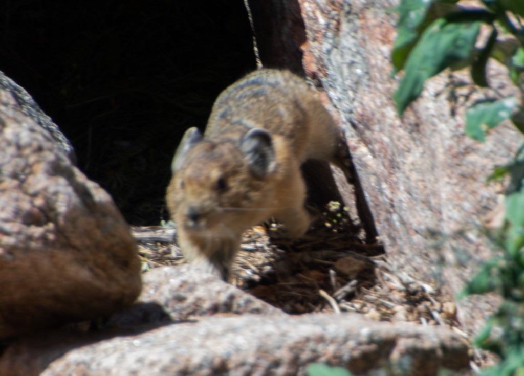 A three inch long pika sprints out from between some rocks. It's going so fast it has to bank off a rock in a parkour move.