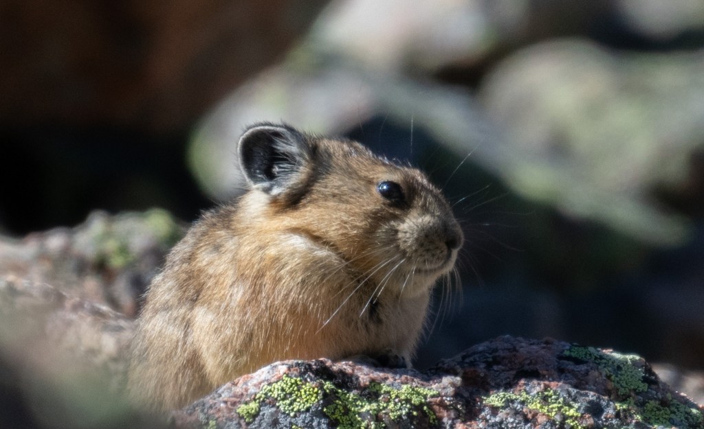 Close-up of a pika sitting on a neon-green lichen-covered pink granite rock.