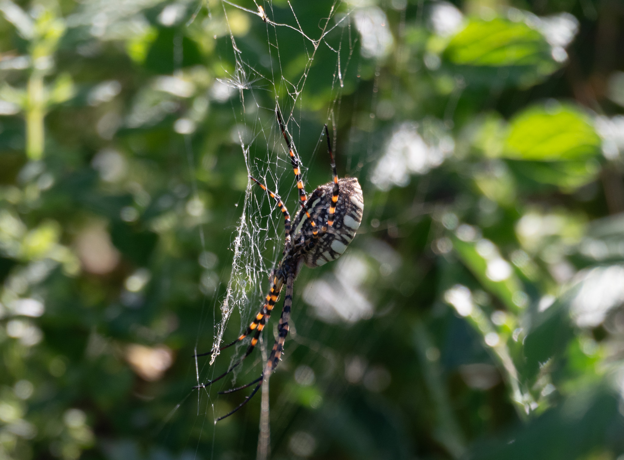 Banded Garden Spider