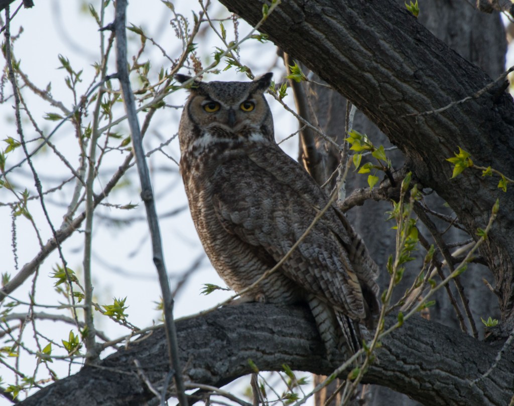 Great Horned Owl in a tree at dusk, watching the viewer.