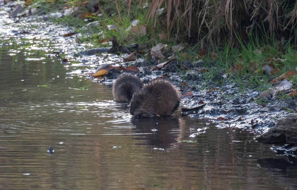 Two big muskrats half-immersed along the banks of a creek.