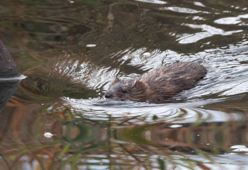 Large aquatic rodent swimming.