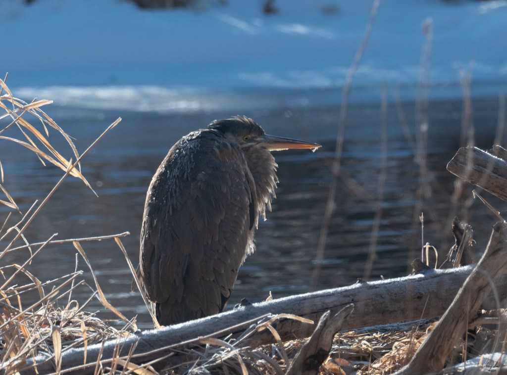 Great Blue Heron hunches while warming in the sun. There are ice crystals on its back.