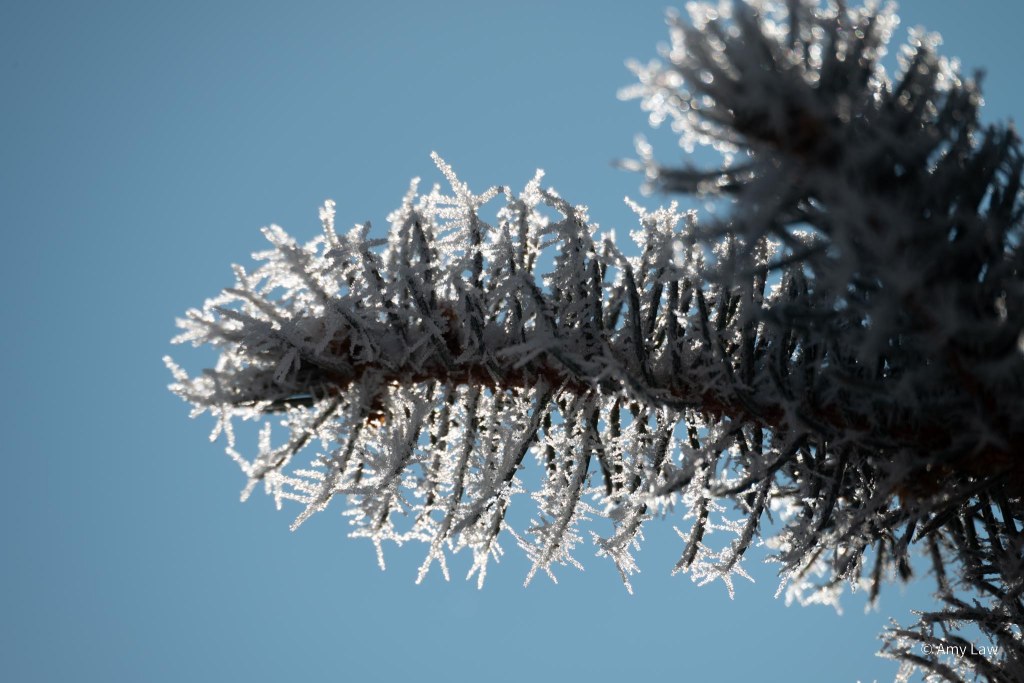 Tiny ice crystals cover a blue spruce branch, backlit by sunlight.