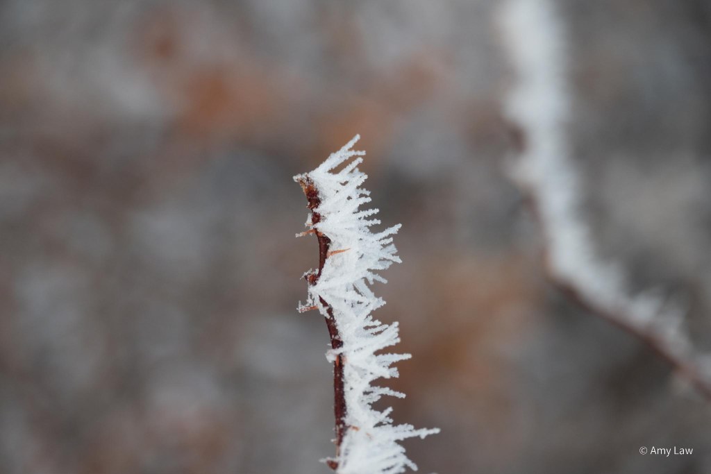 Ice crystals line just one side of a rose bush twig.