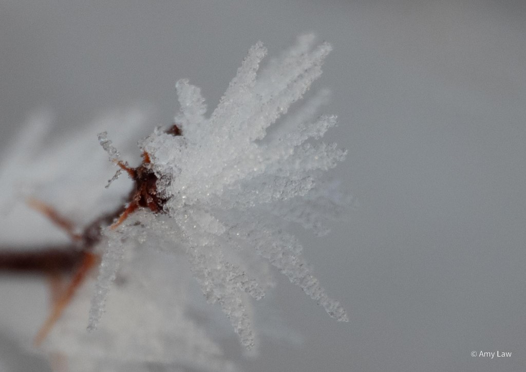 Close-up of ice crystals that formed as fog hit super-cold surfaces.