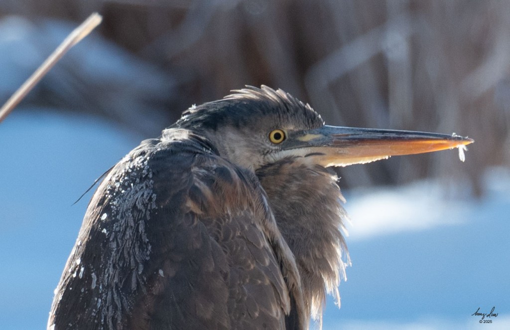 Great Blue Heron hunches while warming in the sun. There are ice crystals on its back.