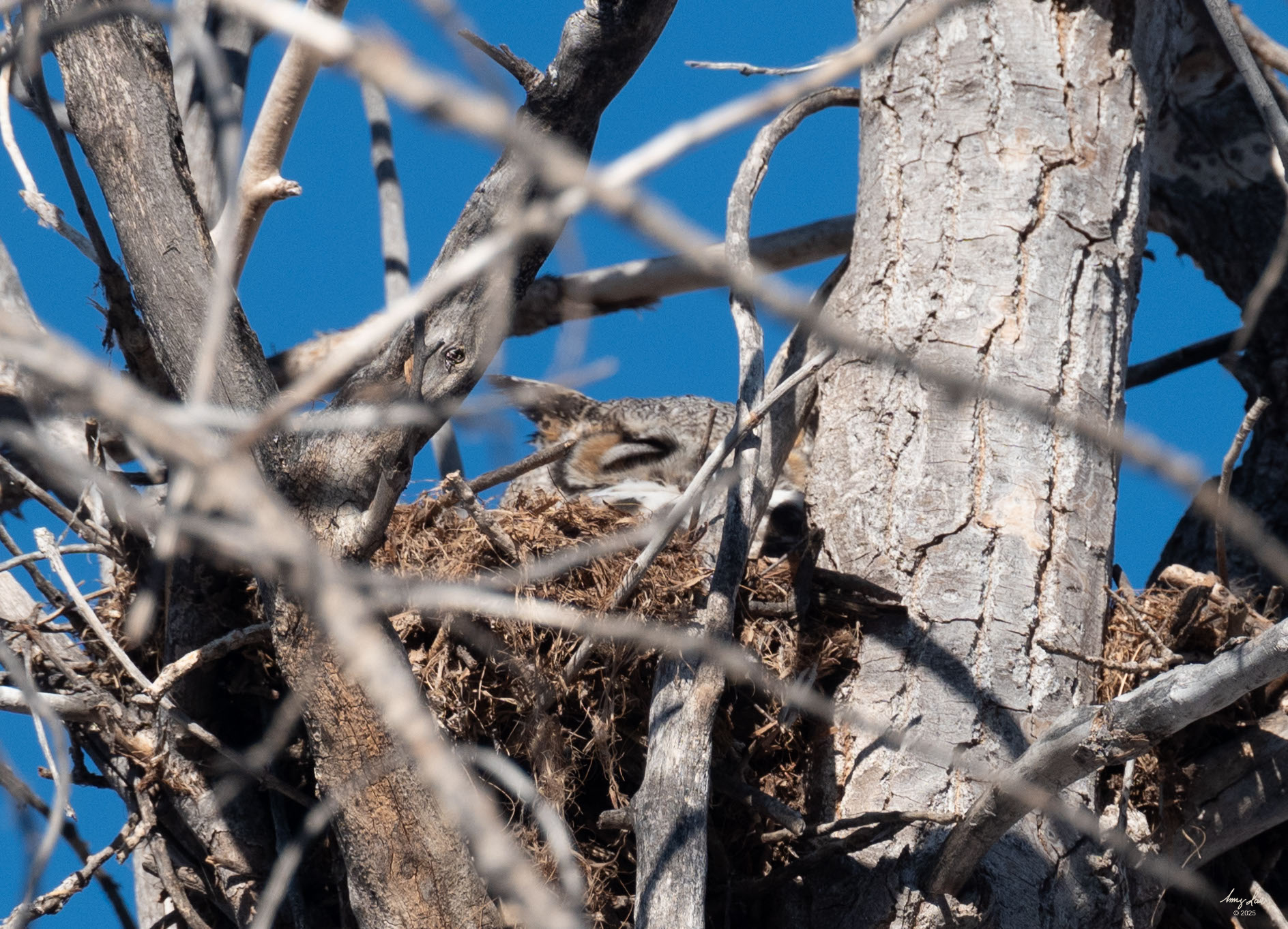Mama Owl Back On Her Nest