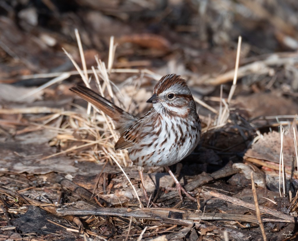 Close-up Perky song sparrow in forest litter.