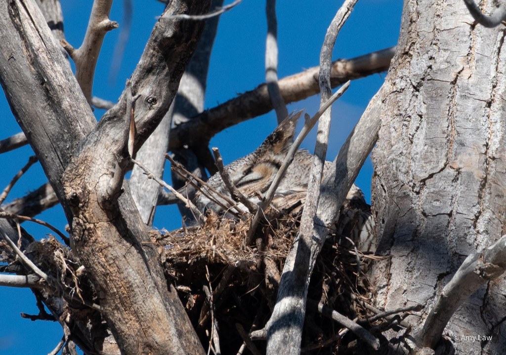 A female Great Horned Owl sitting on her nest in early morning sun, sleeping. The nest is surrounded by bare branches.
