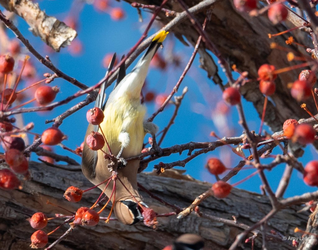 Cedar Waxwing hanging from a twig in a chokecherry tree to reach an old fruit.
Cedar Waxwings are buff birds overall, with yellow on their lower bellies, and white under their tails. They have a striking black mask that runs over the top of their beaks, across their eyes and on to the top of their heads. They have a crest of feathers at the top.