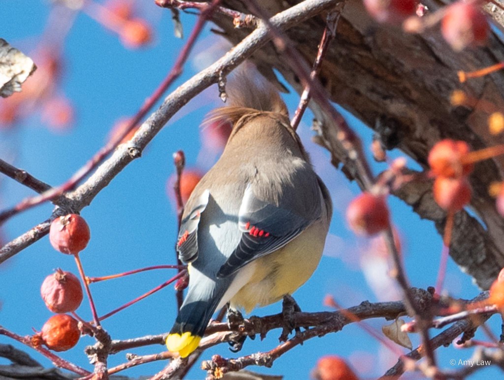 Rear view of a Cedar Waxwing sitting in a chokecherry tree that is covered with old fruit. His crest feathers must be very soft, because they are blowing in a slight breeze.
Cedar Waxwings are buff birds overall, with yellow on their lower bellies, and white under their tails. They have a striking black mask that runs over the top of their beaks, across their eyes and on to the top of their heads. They have a crest of feathers at the top.
