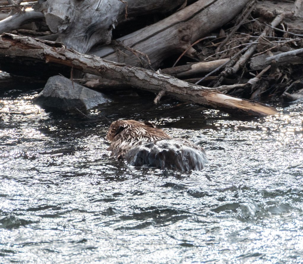 Beaver paddling towards a bunch of logs caught on rocks in a high-running creek.