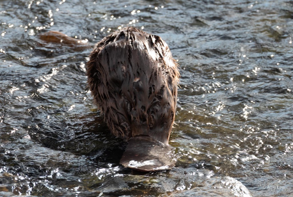 Rear view of beaver as it waddles back into the creek. The big flat tail is very obvious.