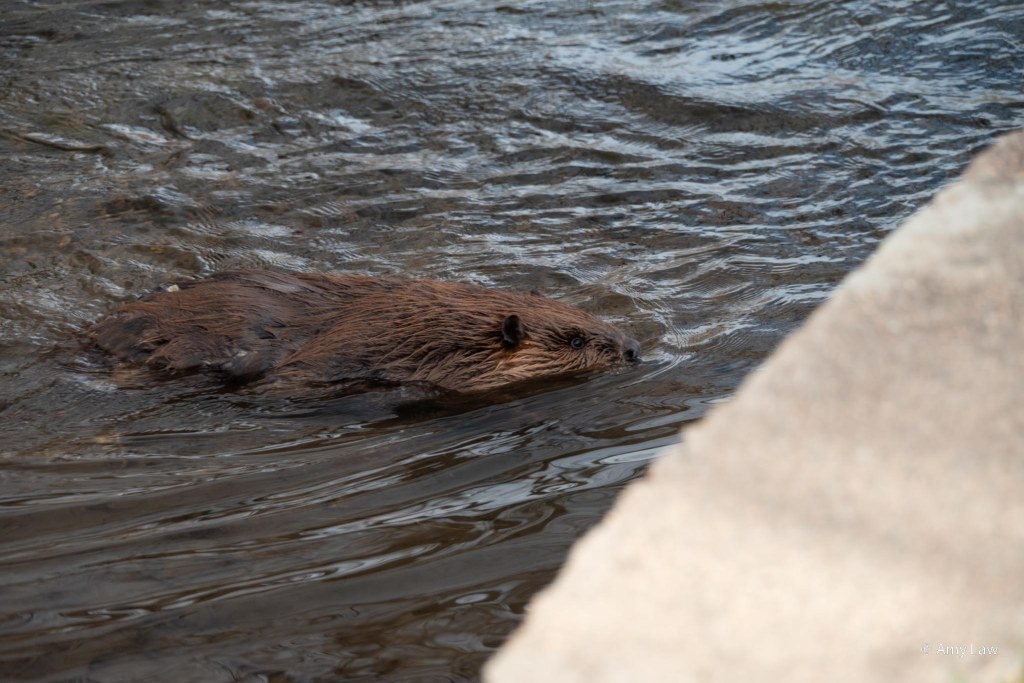 Beaver paddling up to a concrete culvert.