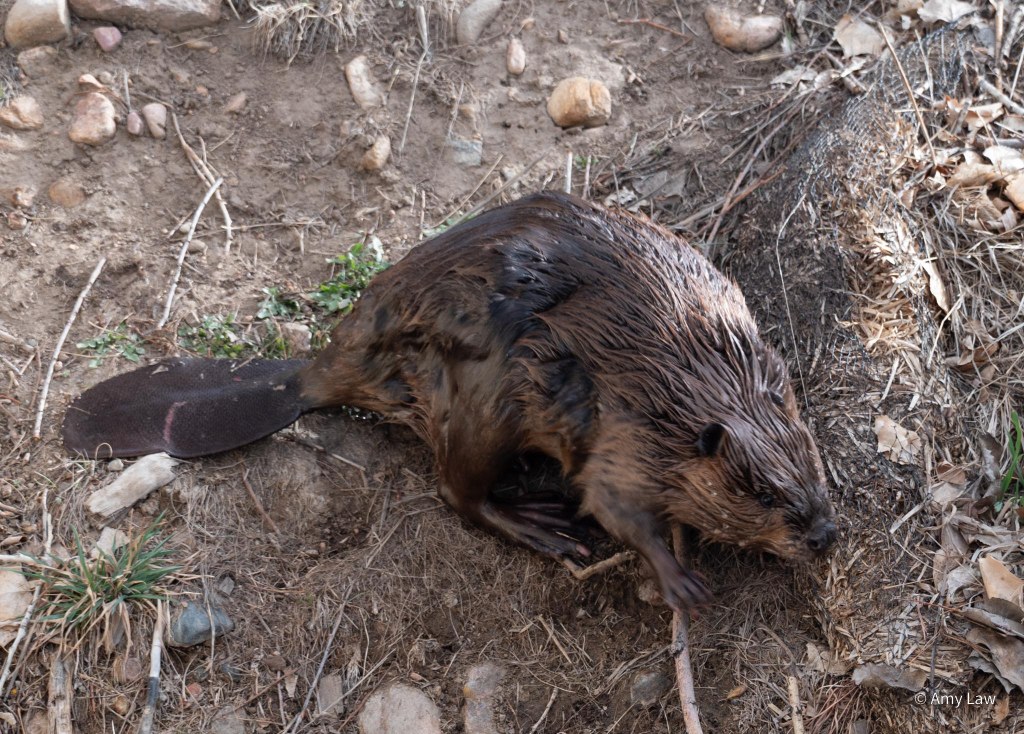 Beaver sliding down the creek bank.