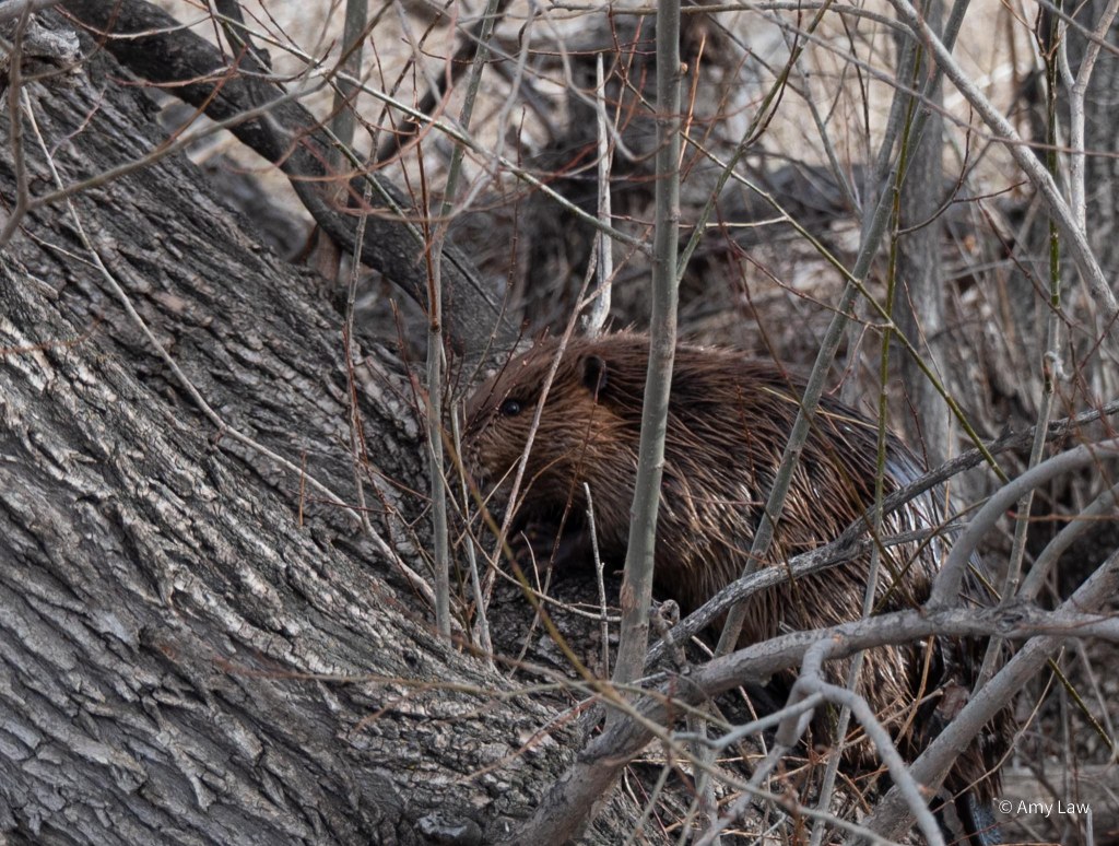 The beaver crawled six feet up a sloping trunk of a tree.