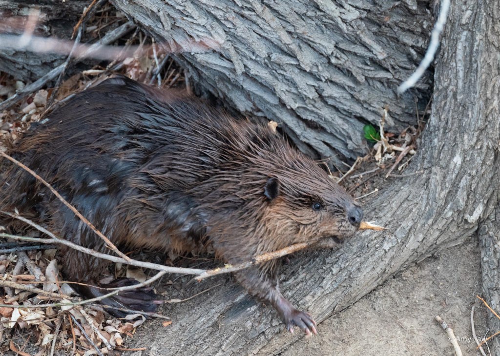 Beaver with a twig about the diameter of a pencil but much longer and branching in it's mouth.