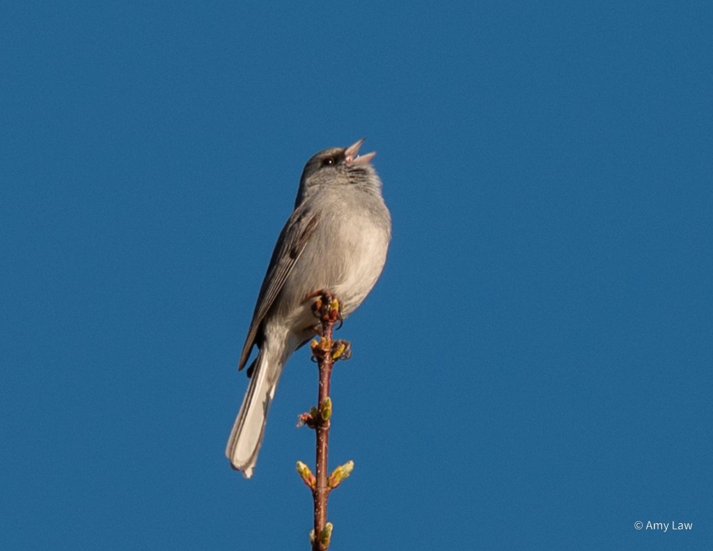Birds Around the Neighborhood